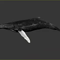 Detailed Whale Model With Dark Body And White Fins On Black Background