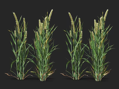 Healthy Wheat Plants With Green Leaves And Golden Ears In Natural Growth 3d model