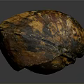 Natural Shell Organ With Hair Like Texture And Orange Black Surface Patterns