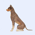 Modern Dog Black Dog 3d model