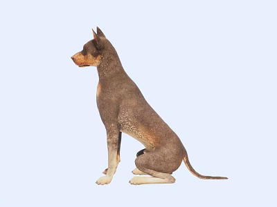 Brown And White Dog Sitting On Light Blue Background In Profile View 3d model