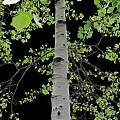 Tall Straight Deciduous Trees with White Spotted Trunks and Lush Green Foliage