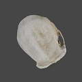 Ancient Human Skull Displayed Against Blue Background With Detailed Bone Structure