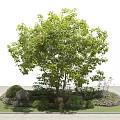 Tall Leafy Arbor Surrounded by Green Shrubs Small Stones and Lush Grass