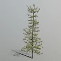 Tall Upright Larch Tree With Slender Trunk And Green Foliage Against Gray Background