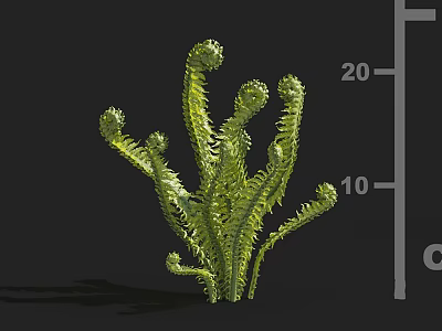 Lush Fern Plant With Green Fiddlehead Fronds And Height Measurement Scale 3d model