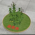 Green Vegetable Plants Growing In Circular Green Plot On Gray Stone Pavement With Red Characters
