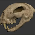 Medical Device Animal Skull Model for Veterinary Education with Cracked Surface
