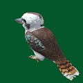 Colorful Bird with White Head Brown Body Blue Green Spotted Wings Standing on Green Background