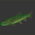 Catfish Carp Sturgeon Bass Freshwater Fish Various Carp Grass Carp Crucian Carp 3d model