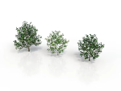 Three Green Leafy Trees of Different Sizes on White Background 3d model
