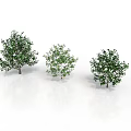 Three Green Leafy Trees of Different Sizes on White Background