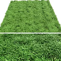 Lush Green Grass Field With Dense Fresh Blades And Natural Texture