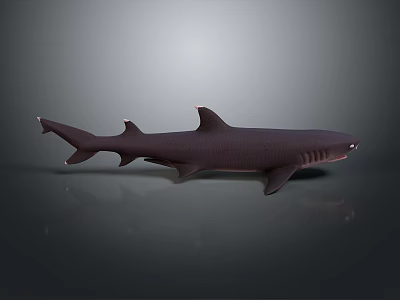Realistic Dark Shark 3D Model With Detailed Fins And Gray Background Reflection 3d model