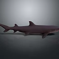 Realistic Dark Shark 3D Model With Detailed Fins And Gray Background Reflection