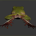 Detailed Green Frog With Red Toes And Pink Underbelly On Dark Smooth Surface