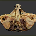 Natural Skeletal Structure With Orange Brown Tones On Dark Reflective Background