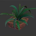 Green Leafy Plant With Long Leaves In Brown Square Pot On Black Surface