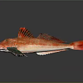Red Fish With Vibrant Red Body And Green Blue Fins On Dark Background With Reflection