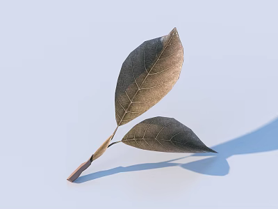 Two Fresh Leaves With Visible Veins As Natural Food Garnish On Light Blue Background 3d model