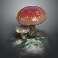 Fresh Wild Mushrooms with Red Cap White Spots and Small Gray One on Mossy Ground