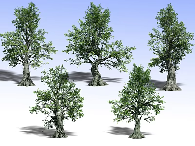 Five Tall Deciduous Trees With Lush Green Foliage And Thick Trunks 3d model Five Tall Deciduous Trees With Lush Green Foliage And Thick Trunks 3d model
