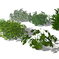 Modern shrubs 3d model