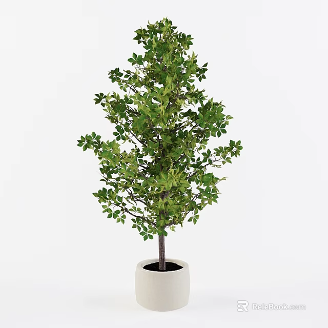 Bonsai Plant With Lush Green Leaves In White Pot For Home Decor 3d model 