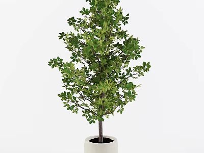 Bonsai Plant With Lush Green Leaves In White Pot For Home Decor 3d model