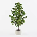 Bonsai Plant With Lush Green Leaves In White Pot For Home Decor