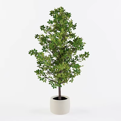 Bonsai Plant With Lush Green Leaves In White Pot For Home Decor 3d model