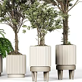 Bonsai Potted Plants with Leafy Trees and Fern in White Textured Cylindrical Pots