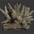 Coral Skeleton Structure In Marine Aquatic Life With Spiny Natural Formation