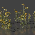 Blooming Yellow Flowers With Fresh Green Leaves In Natural Arrangement On Gray Background