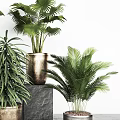 Potted Bonsai Plants With Various Green Leafy Species In Modern Decorative Planters On Stone Pedestals