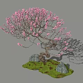 Ornamental Tree with Pink Blossoms Twisted Trunk Surrounded by Rocks and Green Grass