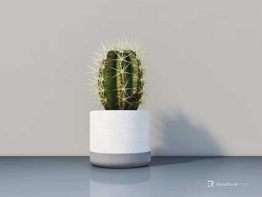Potted Cactus Plant in White Pot with Gray Base on Gray Table Against Gray Wall 3d model 