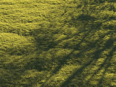 Lush Green Grass Field With Soft Tree Shadows In Warm Sunlight 3d model