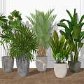 Indoor Potted Green Plants In Different Colored Textured Pots On Wooden Floor With White Wall