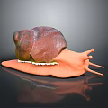 Snail With Brown Shell And Orange Body On Black Background With Reflection 3d model
