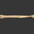 Human Skeletal Bone Organ With Detailed Texture On White Background