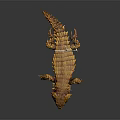 Yellow Pangolin with Full Body Scales Displayed on Dark Background with Reflection 3d model