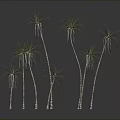 Graceful Palm Trees With Slender Trunks And Green Fronds Against Gray Background And Reflective Ground