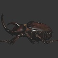 Modern Beetle Beetle Insect 3d model