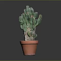 Healthy Green Cactus Plant Growing in Orange Clay Pot on Gray Background