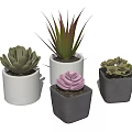 Bonsai Potted Plants On Wooden Table Featuring Succulents Green Plants In White Gray Pots