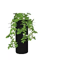 Bonsai Potted Plant With Lush Green Trailing Vines In Black Spiral Pot