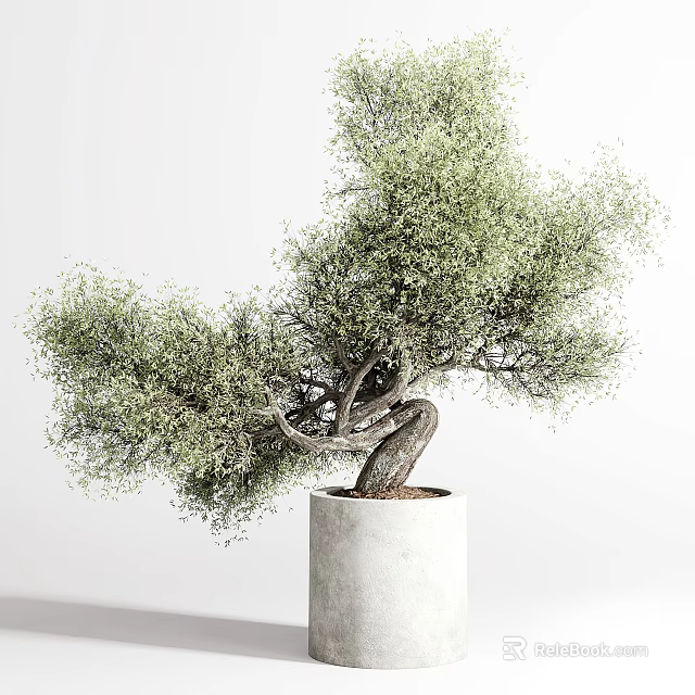 Bonsai Potted Plant With Twisted Trunk And Lush Green Foliage In White Concrete Pot 3d model 