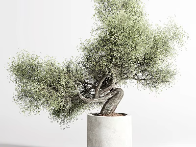 Bonsai Potted Plant With Twisted Trunk And Lush Green Foliage In White Concrete Pot 3d model