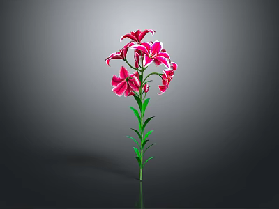 Beautiful Pink Lily Plant With Green Stem And Leaves On Gray Background 3d model